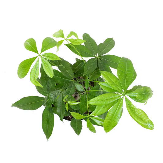 6 In. Money Tree (Pachira) Single Plant